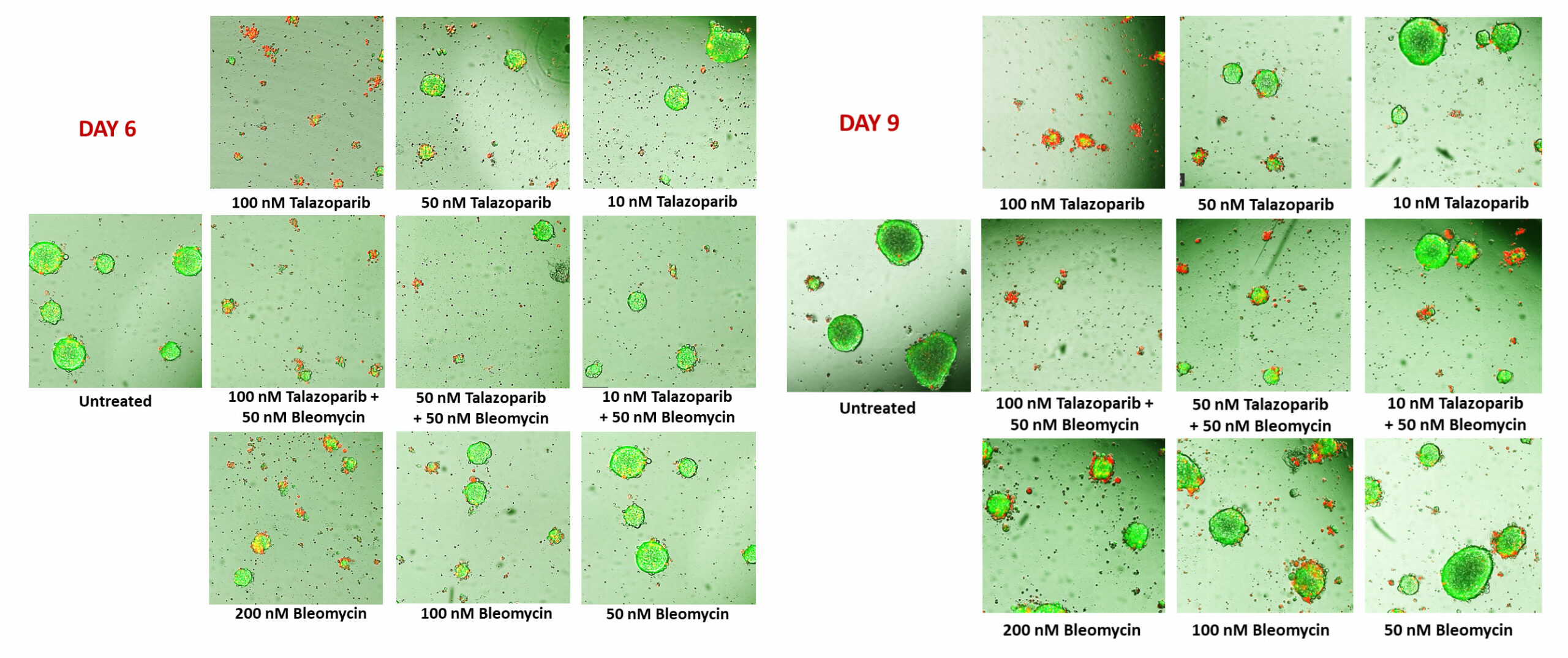 Spheroid Assays - Cellomatics Biosciences