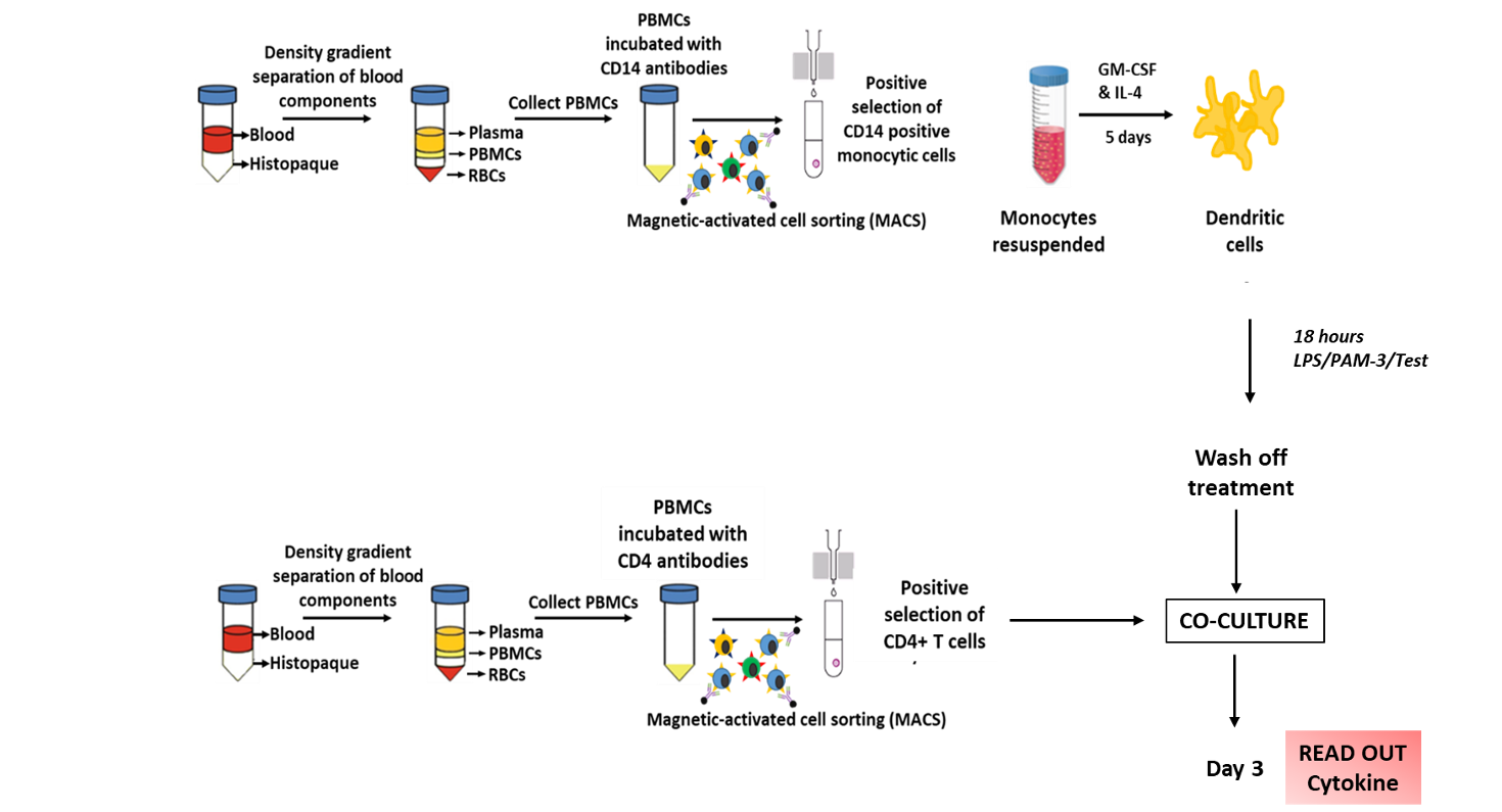 The process of a Mixed Lymphocyte Reaction (MLR).