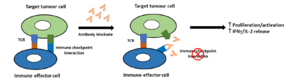 PD-1/PD-L1 Immune Checkpoint Bioassay - Cellomatics Biosciences