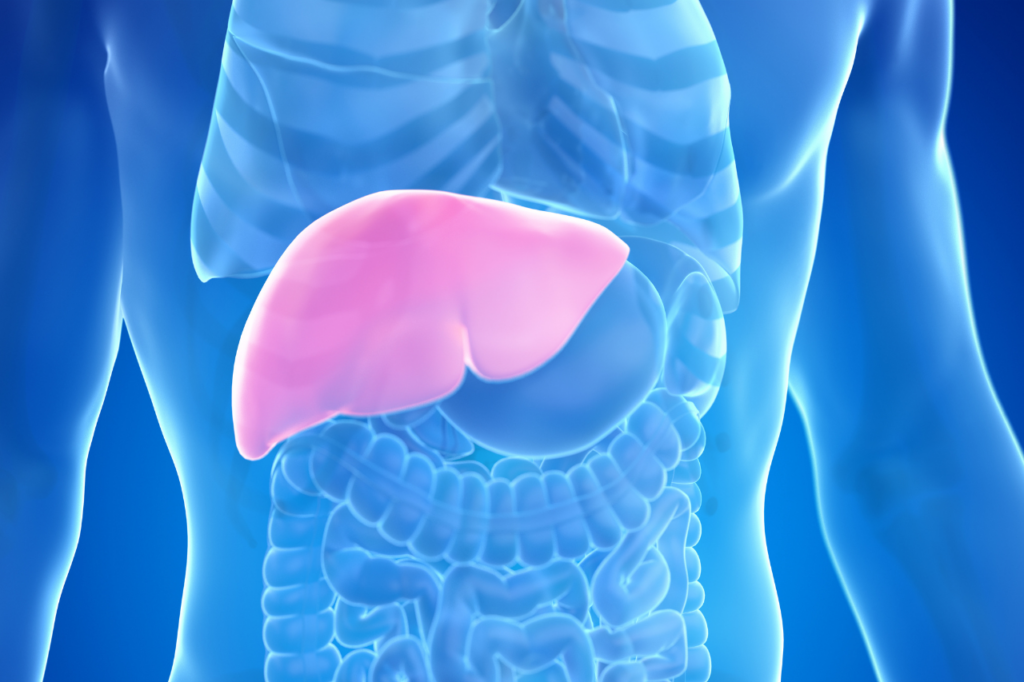 Image of a liver within the body to represent Non-alcoholic Steatohepatitis (NASH)