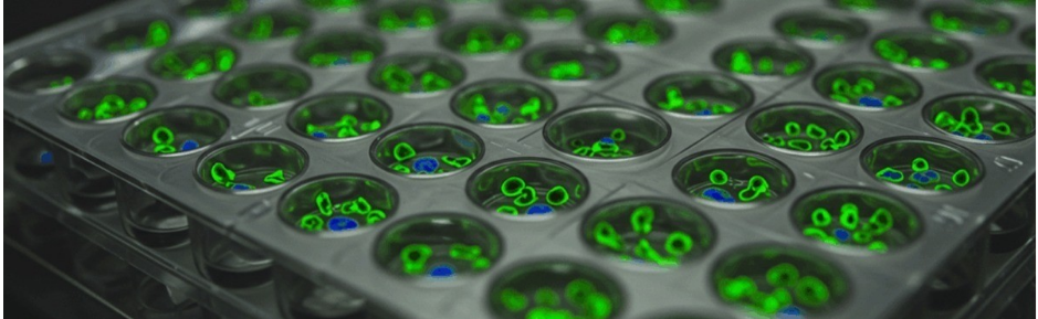 Cell-based assays researcher performing laboratory testing